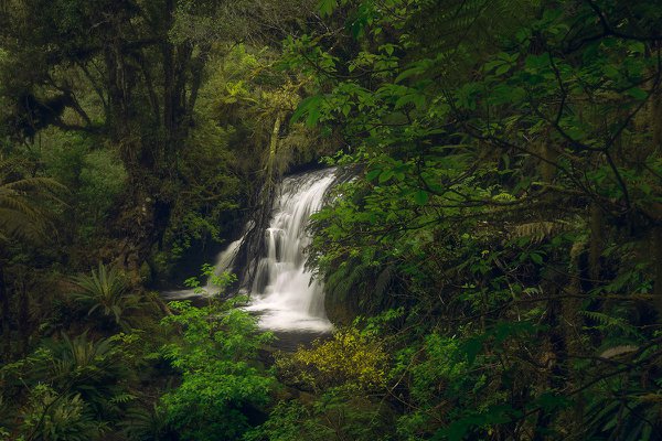 SI03 - Hidden in the green - Catlins, Southland.jpg